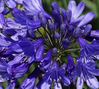 Agapanthus Blue Fountain Picture