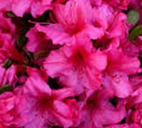 Azalea H. Roberta Picture