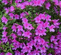Purple Formosa Azalea Picture