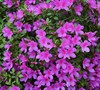 Purple Formosa Azalea