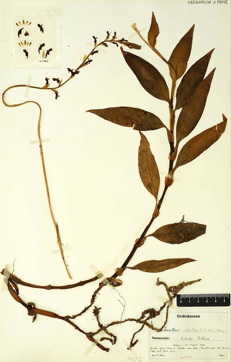 Digitized%20Herbarium%20Specimen