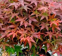 Rhode Island Red Dwarf Japanese Maple Picture