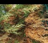 Picture about Carolina Sapphire Cypress Tree Turning Brown