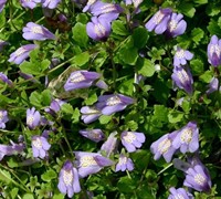Blue Mazus Picture