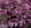 Heuchera Grande Tm 'Amethyst' Ppaf - Coral Bells (Terra Nova)