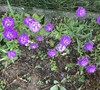 Picture about Perennial Plant