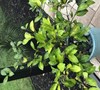 Picture about Meyers Lemon Tree Yellowing And Dropping Leaves