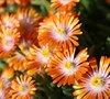 Rock Crystal Orange Delosperma Picture