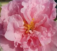 Egao Corkscrew Camellia Picture