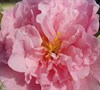Egao Corkscrew Camellia