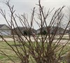 Pruning Acoma Myrtles Picture