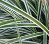 Carex O. Evercolor R Everest Pp20955