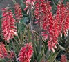 Aloe Safari Rose Pp28002