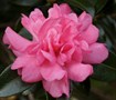 Sparkling Burgundy Camellia