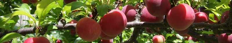 1613-Nutrition-and-Health-Benefits-from-Plums.jpg