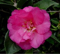 Shishi Gashira Camellia Picture