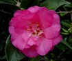 Shishi Gashira Camellia