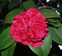 Professor Sargent Camellia Picture