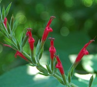 Pineapple Sage Picture
