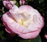 Dr. Tinsley Camellia Picture