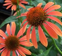Sundown Coneflower Picture