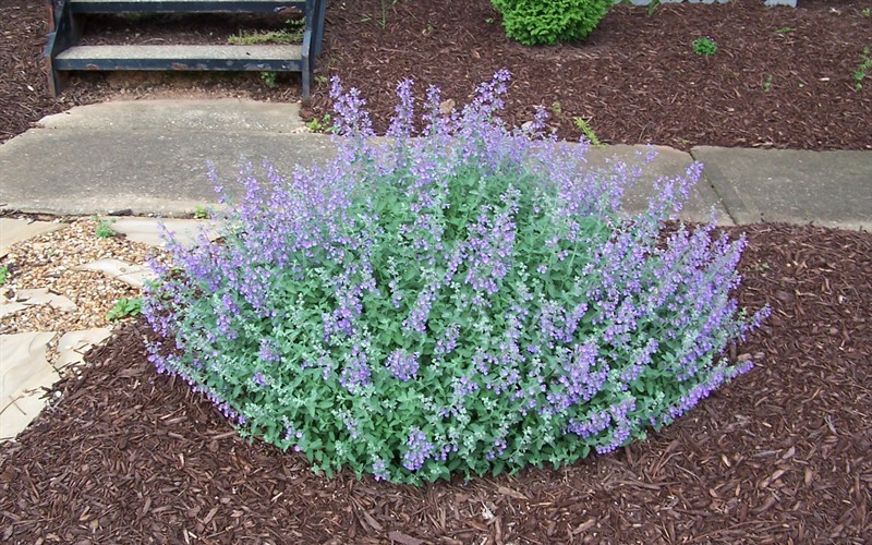 Walkers Low Catmint Picture