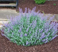 Walker's Low Catmint Picture