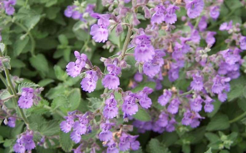 Walkers Low Catmint Picture