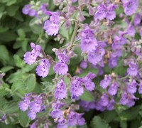 Walker's Low Catmint Picture