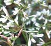 Diamond Frost Euphorbia