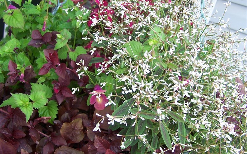 Diamond Frost Euphorbia Picture
