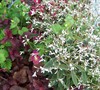 Diamond Frost Euphorbia