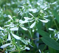 Diamond Frost Euphorbia Picture
