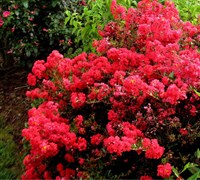 Cherry Dazzle Crape Myrtle Picture