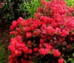 Cherry Dazzle Crape Myrtle