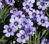 Blue Eyed Grass Picture