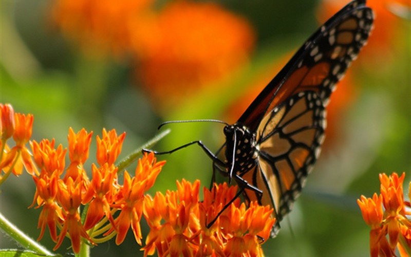 From gardenality.com
