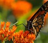 Butterfly Milkweed
