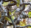 Corkscrew Hazel