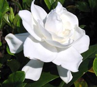 August Beauty Gardenia Picture