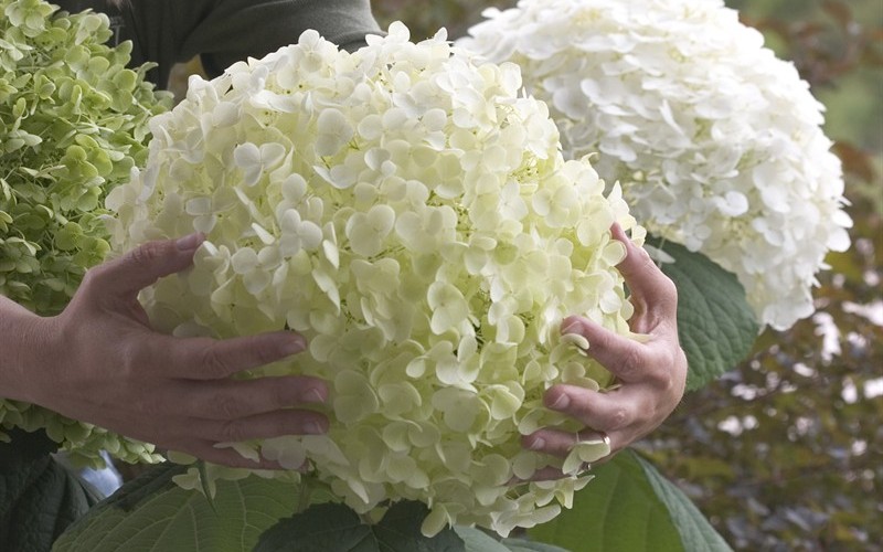 Incrediball Hydrangea bloom