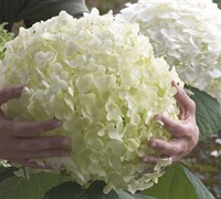 Incrediball Hydrangea Picture