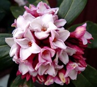 Winter Daphne Picture