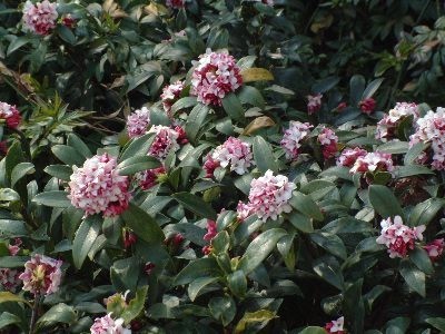 Daphe odora shrub in bloom Daphe odora shrub in bloom
