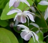 Young's Barrenwort