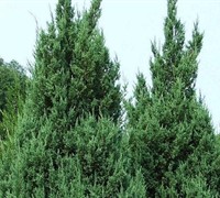 Blue Point Juniper Picture