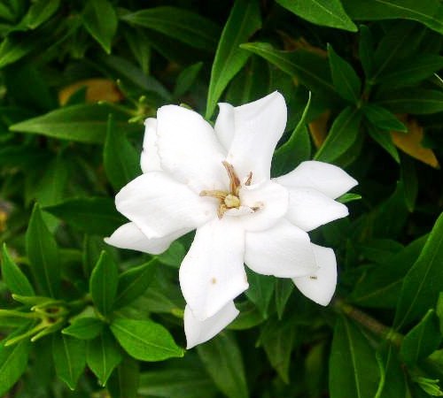 Picture of Frostproof Gardenia