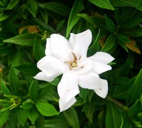 Frost Proof Gardenia Picture