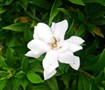 Frostproof Gardenia