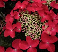 Lady In Red Hydrangea Picture
